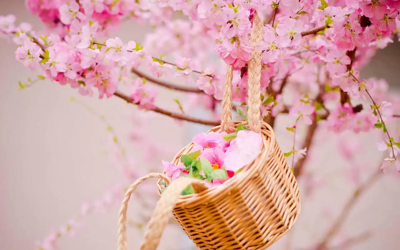 娇艳早樱花唯美高清桌面壁纸
