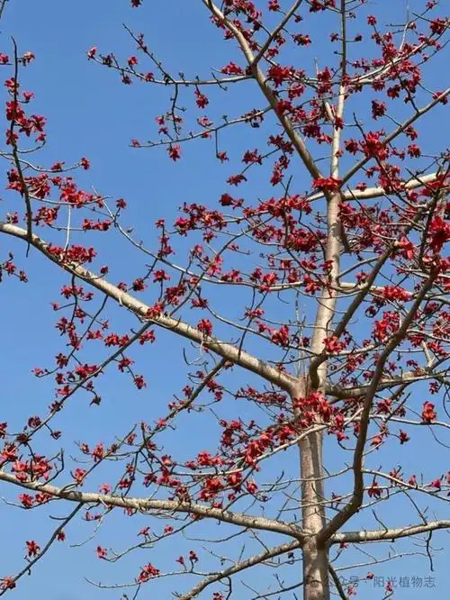 木棉花暖鹧鸪飞