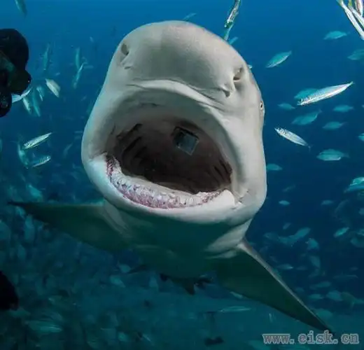 对于"鲨语者"来说,下海喂鲨鱼啥的都是平常事