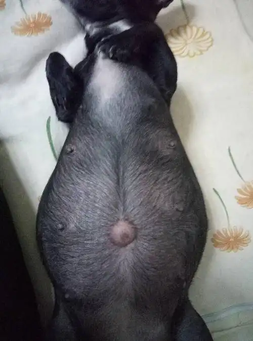 狗狗肚子这么大还有多久生宝宝