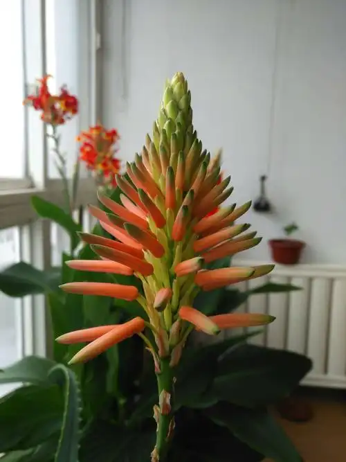 百花园(113)木立芦荟