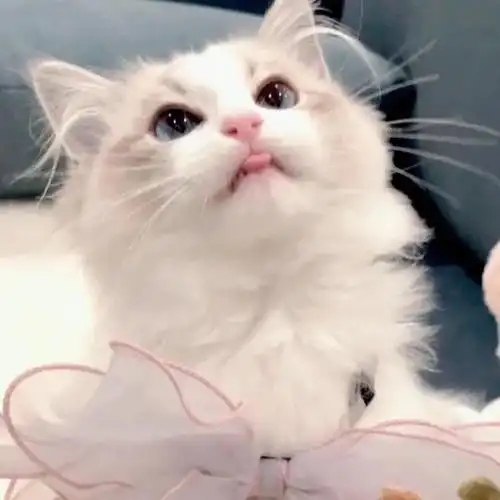 猫咪头像‖傲娇小可爱,谁又会不喜欢你呢?