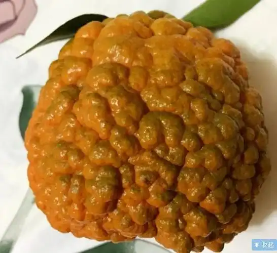 世界上最丑的五大水果密集恐惧症患者不要看图