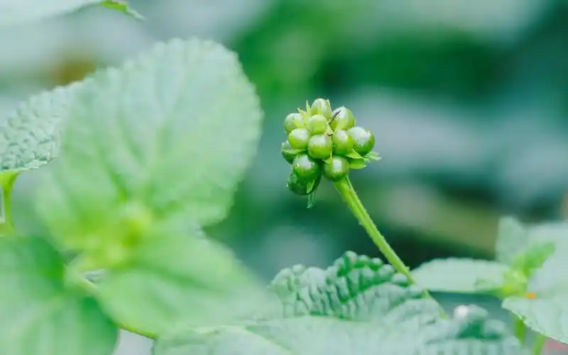 绿色清新护眼植物图片电脑壁纸