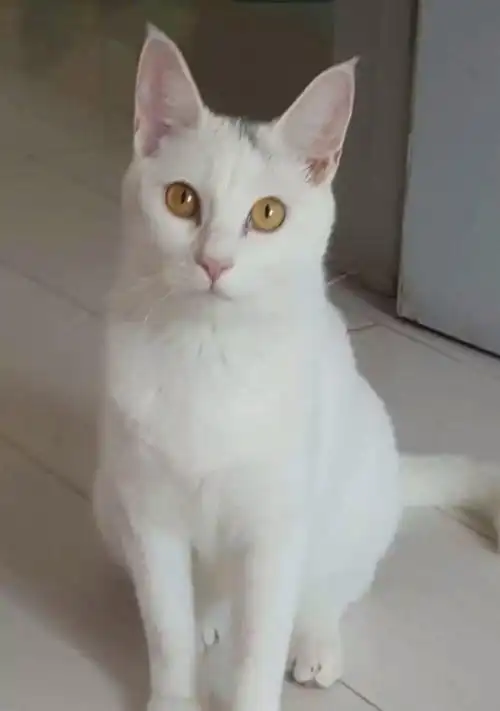 波斯猫二串子,聪明,可爱