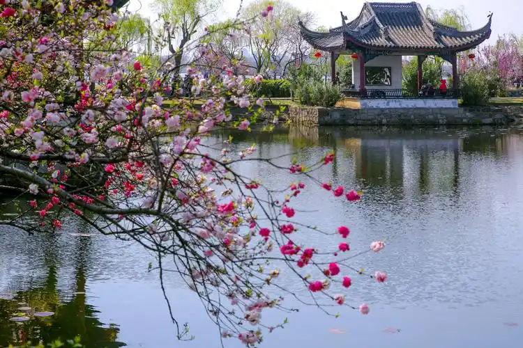 桃花相伴柳条叶儿盛开时,好一幅婀娜多姿的绚丽画景,是蠡园最美的季节