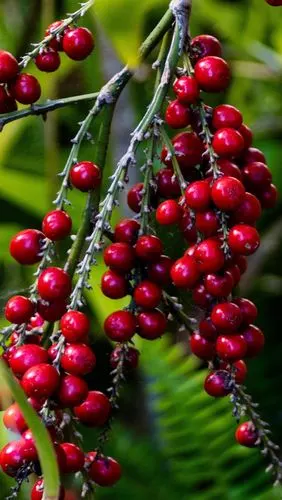 红色浆果,树枝,水果 4k