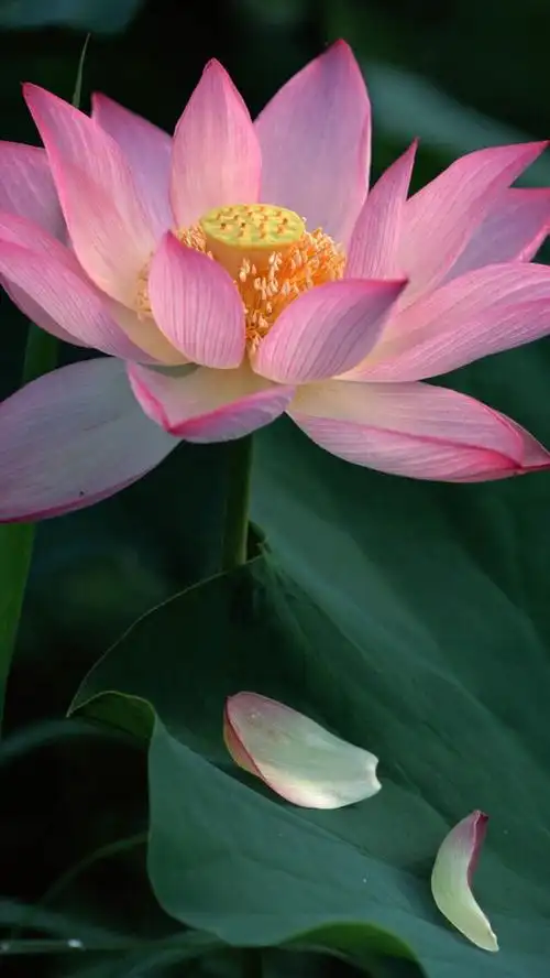 虎斑收录高清壁纸植物花卉唯美图片优美图片