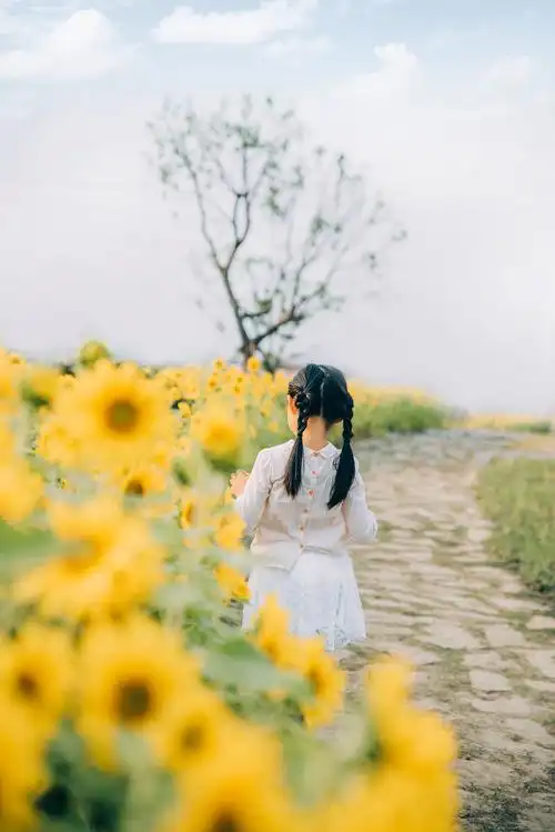 向日葵女孩儿
