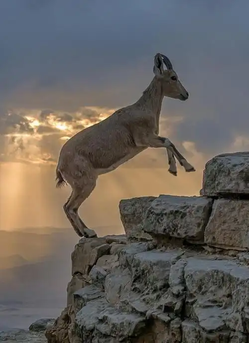 一群山羊在落日余晖中跳跃,唯美画面被摄影师捕捉,令人着迷