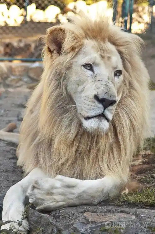 在动物园里躺在树干上的白色狮子