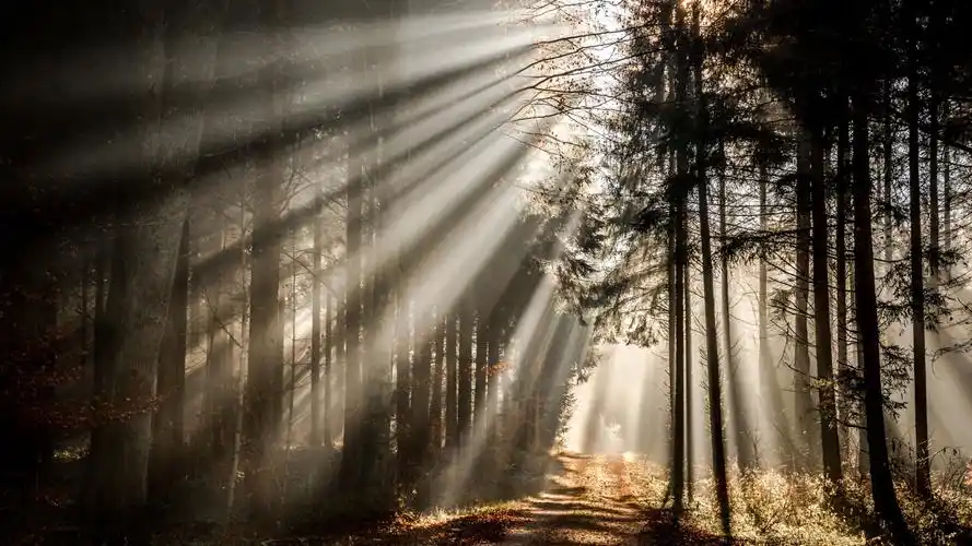 森林光影高清摄影图片桌面壁纸