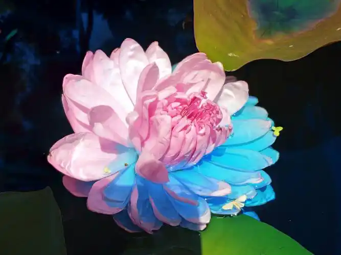 五彩莲花,估计和盐城荷兰花海的五彩玫瑰栽培原理相同,即供给不同颜色