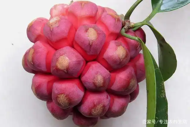 它长相奇特口感香甜,收购价26元一斤,商贩却说有价无市,为啥?