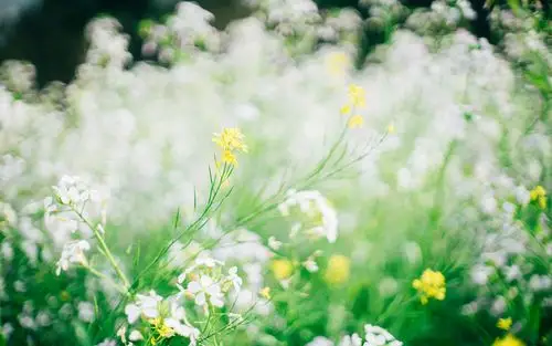 清新夏日风景唯美桌面壁纸,风景壁纸,唯美,小清新,简约,风景,自然风光