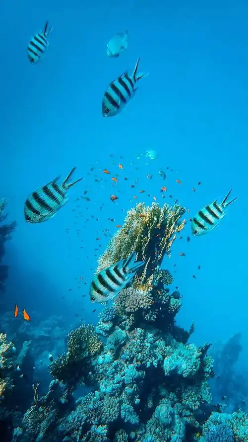 4k超清炫酷海底世界动态壁纸(美丽的海底世界)(12)