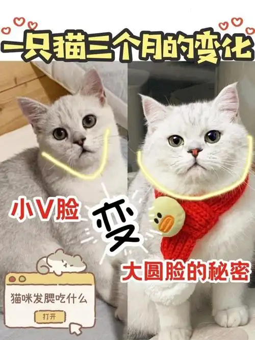 公猫发腮还是母猫发腮,猫咪发腮应该吃什么?