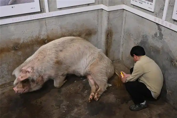 从汶川地震中逃生的"猪坚强"去世了,死因:自然老死