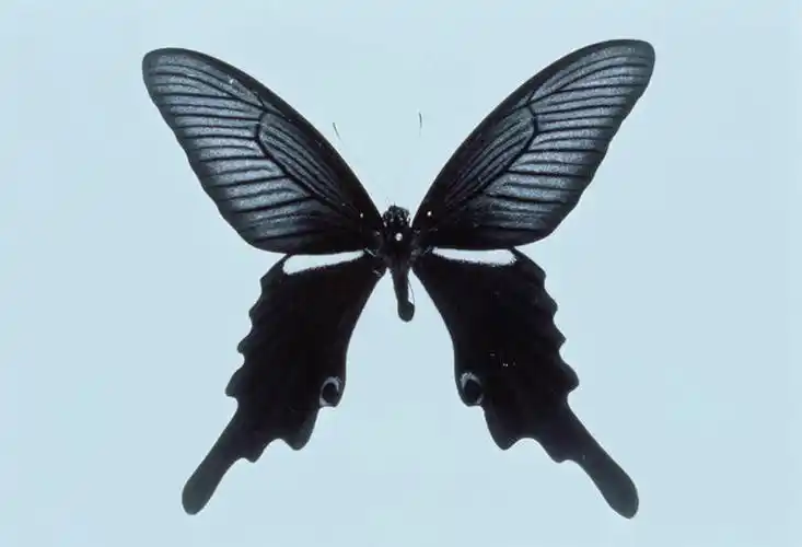 翅膀,昆虫,一只,动物,摄影,影棚,凤蝶,金凤蝶,益虫,燕尾蝶,凤尾蝶,黄