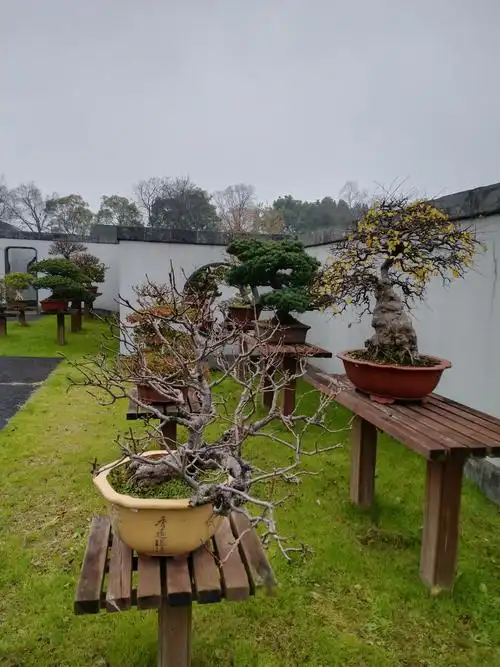 扬州瘦西湖盆景!