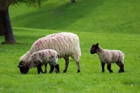 两只羊一只母羊和两只羔羊跟着吃草照片