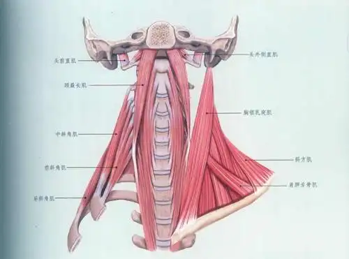 最详细肌肉拉伸教程一颈部拉伸