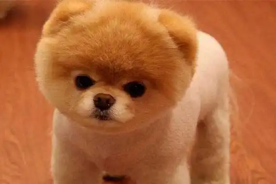 世界十大最小的狗