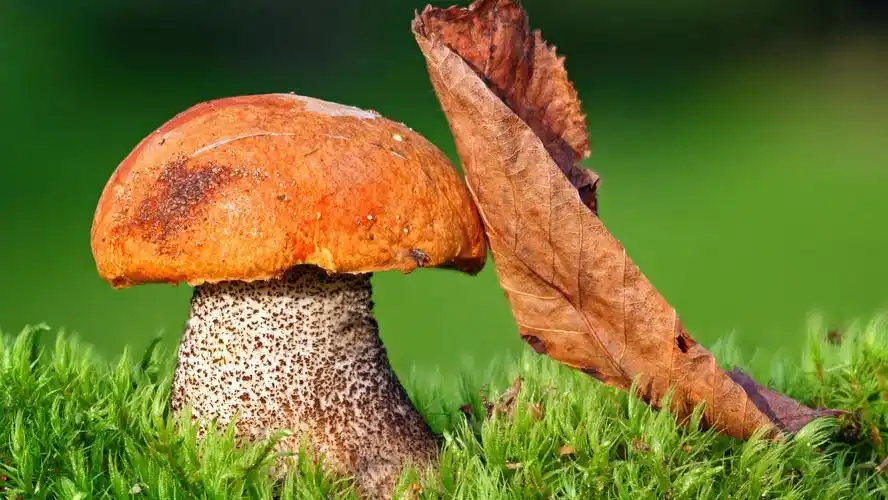 初秋的景色桌面壁纸-风景壁纸 - 壁纸家