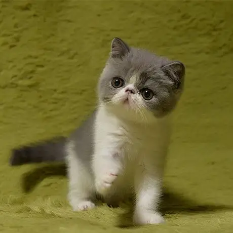 【三维猫舍】cfa蓝白色异国短毛猫 加菲猫 dd(有视频,在新家)