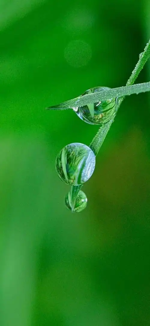 多彩壁纸688期|高清壁纸无水印 清新绿色护眼壁纸