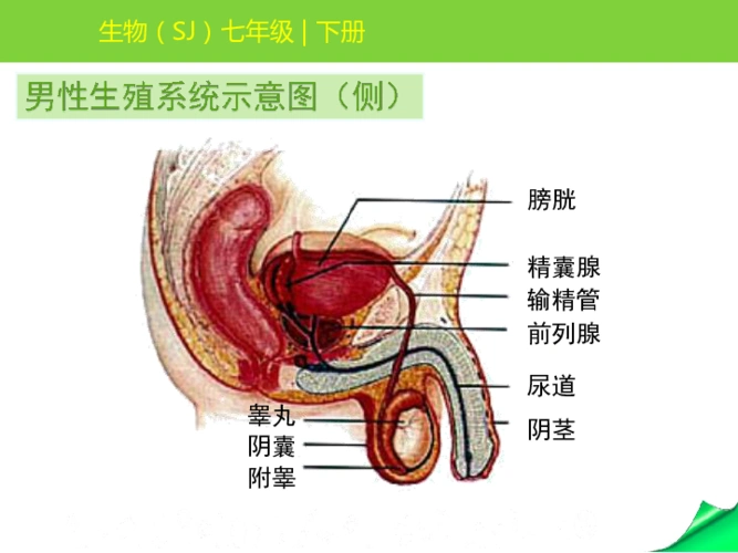 2020春苏教版生物七年级下册第四单元第八章第一节