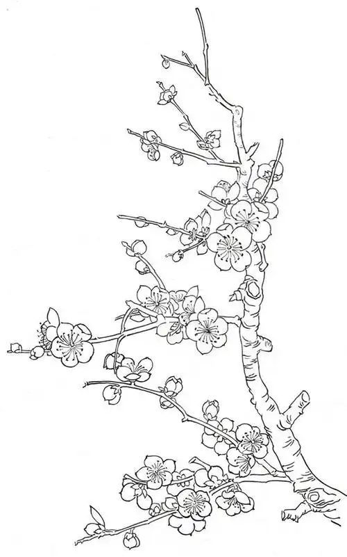 梅花白描先画出腊梅主枝干的走势,再画出细枝干,接着分别画出细枝上