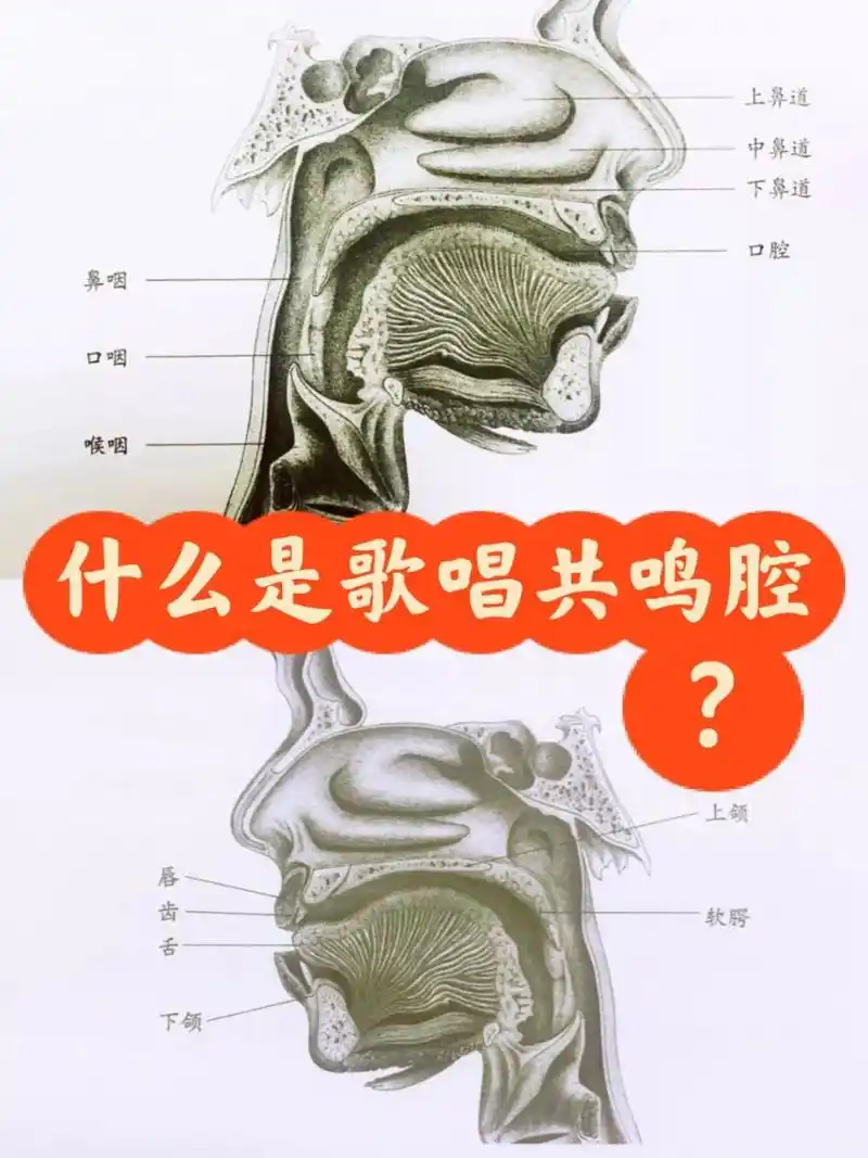 现在我来介绍下共鸣腔体的位置和作用: 胸腔共