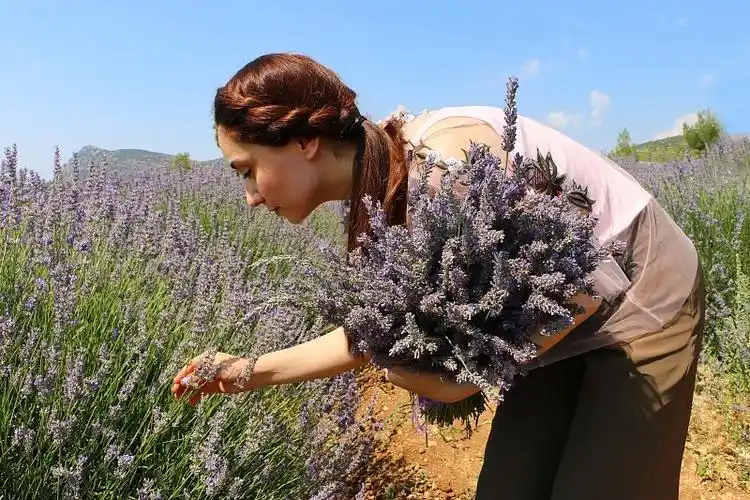 薰衣草束在她的怀里,侧面视图图片下载