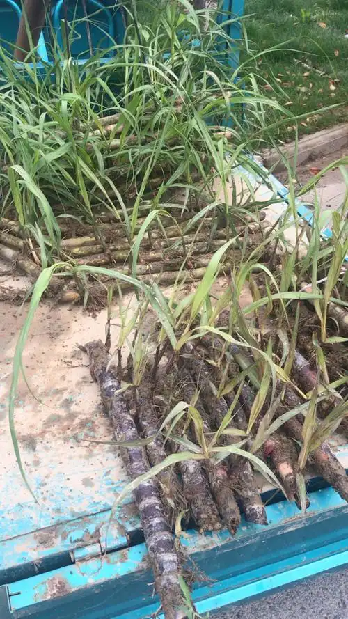 甘蔗苗
