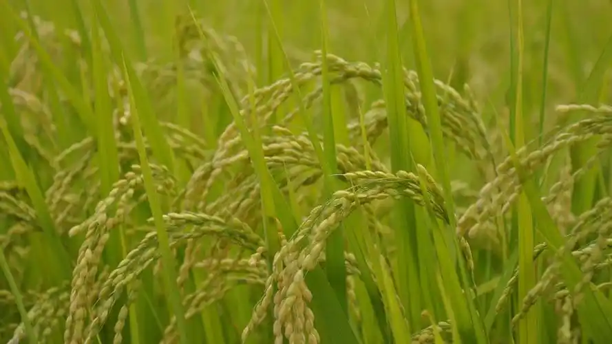 金色成熟的稻子图片,高清图片