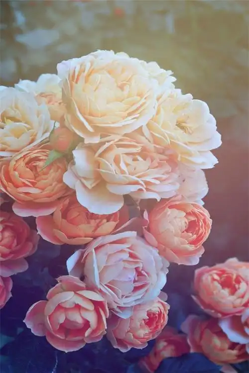 唯美小清新植物花卉精美手机壁纸图片下载