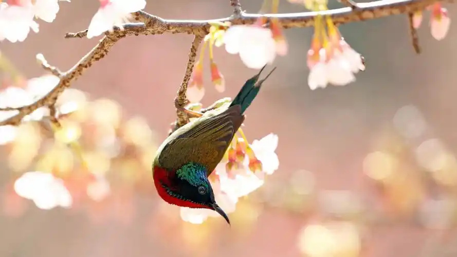 美丽的叉尾太阳鸟壁纸