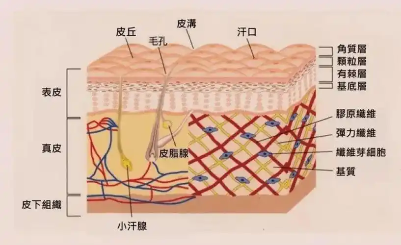 人体诡异的器官:皮肤为什么会莫名"发痒"?科学家至今无法解释_艾米丽_