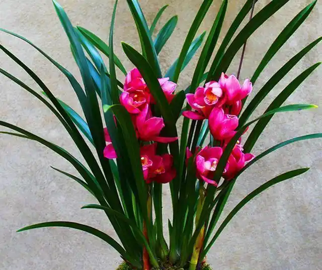 名贵兰花大将军开花一茬接一茬365天不停歇上盆效果棒