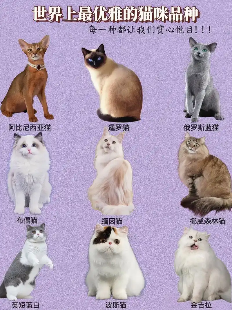 世界上最优雅猫咪品种
