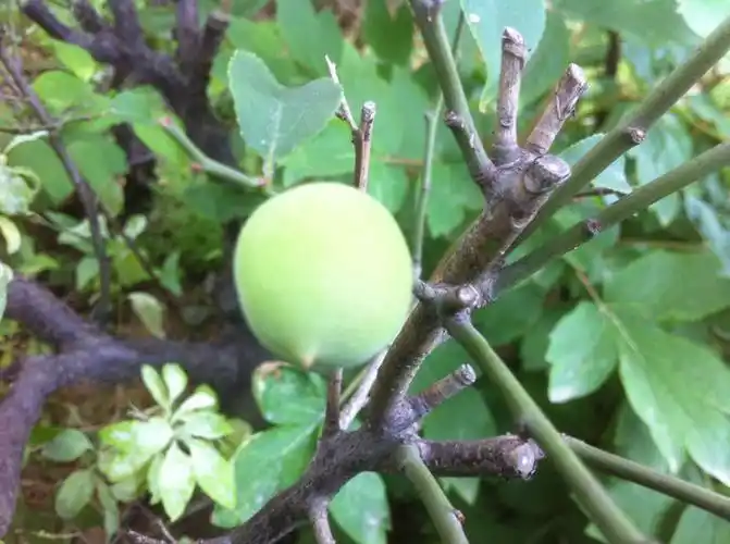 梅花结的果 - 一痕春色 - 一痕春色