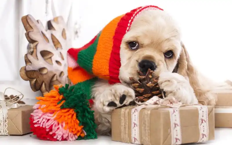 高清晰卖萌可爱动物圣诞节主题电脑壁纸下载