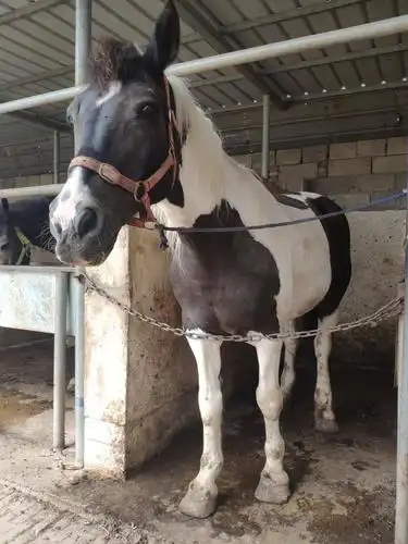 半血马 母马肩高155 别名小包黑骑乘马 温顺