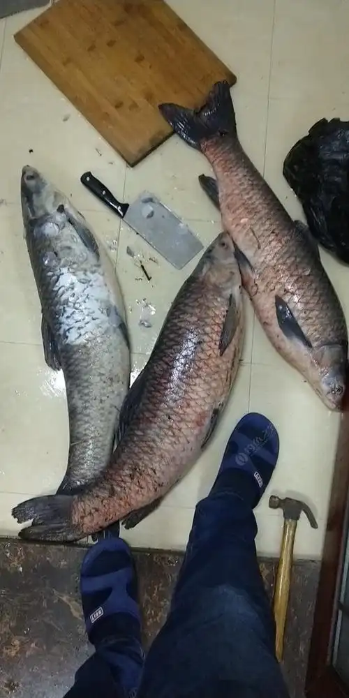 杀大青鱼啦!居然还要十个字