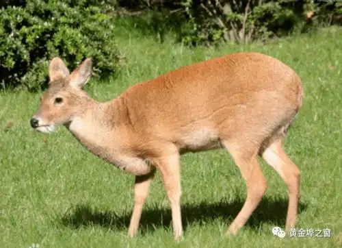 余干县放生一只国家二级保护动物河麂