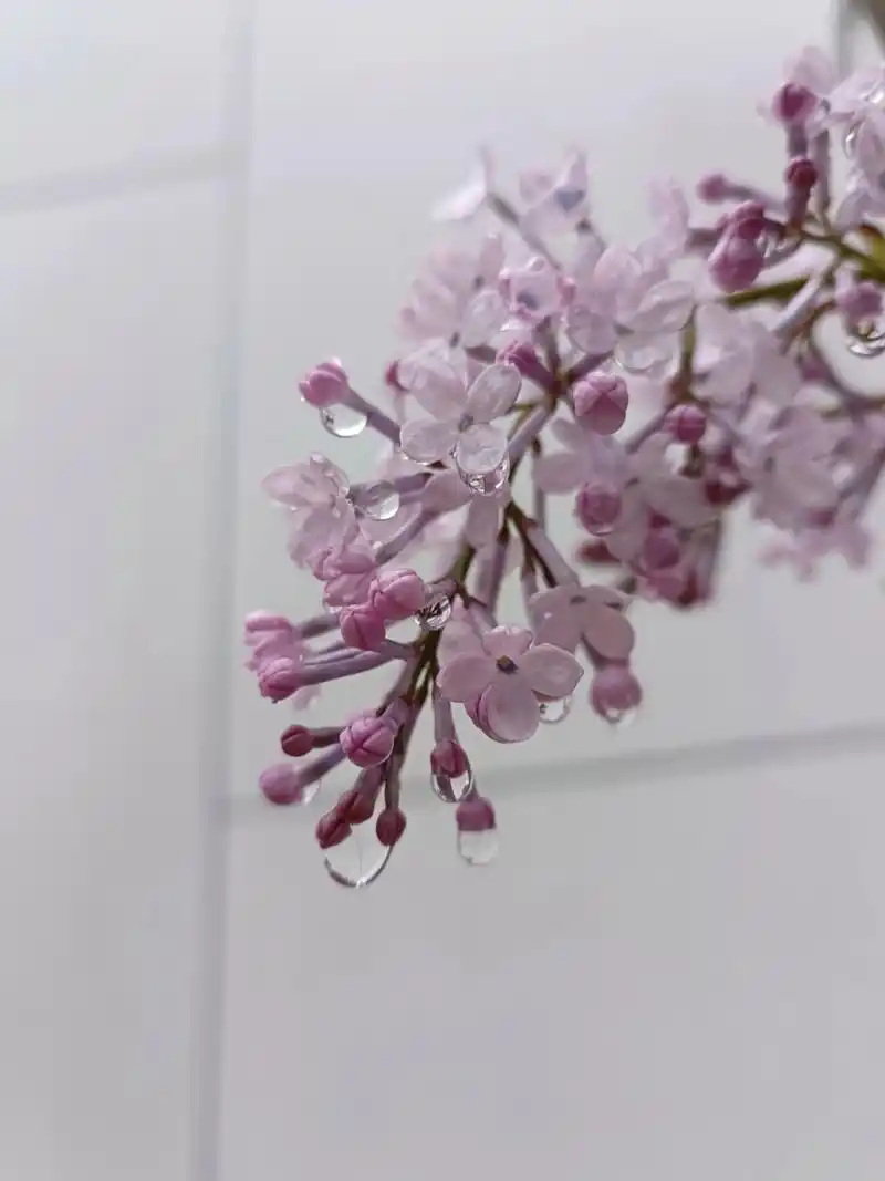 雨中丁香花 "……丁香一样的颜色,丁香一样的芬芳,丁香一样的忧愁