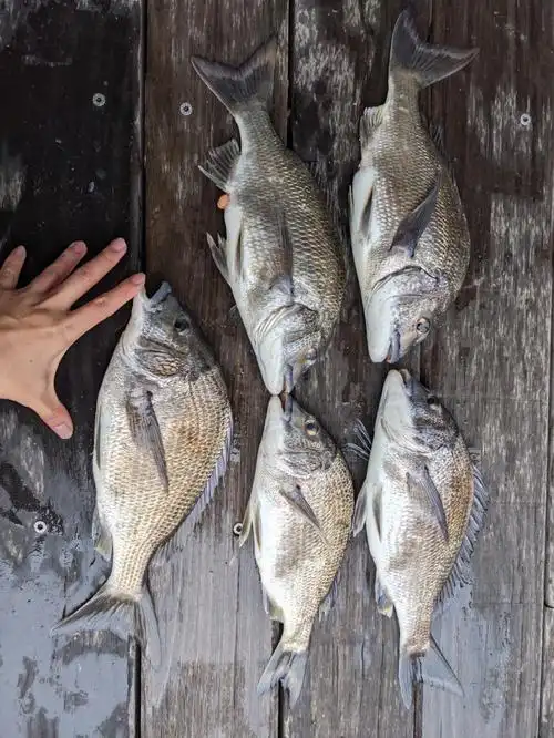 市区dockland黑鲷131121