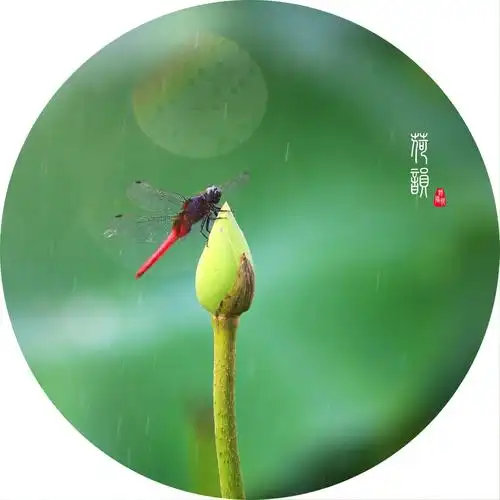 小荷才露尖尖角,早有蜻蜓立上头.-蜂鸟网