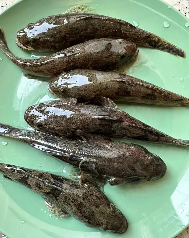 我们称呼这个鱼叫"塘鲤鱼",刚才安徽的朋友说,他们那里称呼是"憨头包"